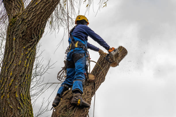 Trusted Nitro, WV Tree Service Experts